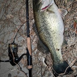 ラージマウスバス