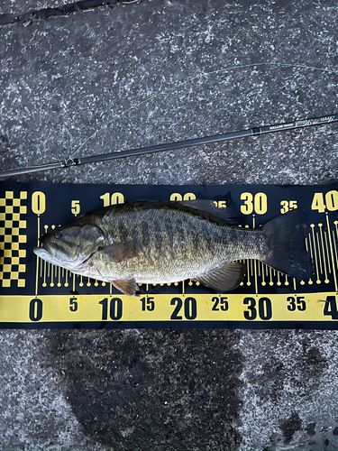 スモールマウスバスの釣果