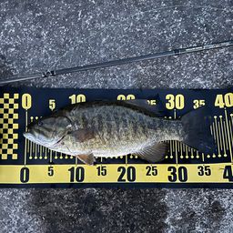 スモールマウスバス