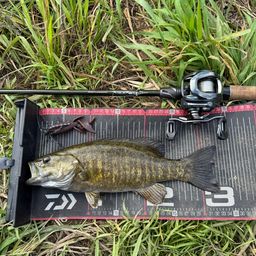 スモールマウスバス