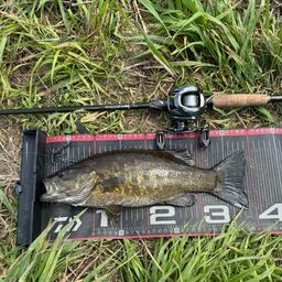 スモールマウスバス