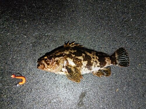 タケノコメバルの釣果