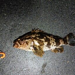 タケノコメバル