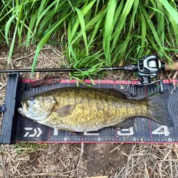 スモールマウスバス