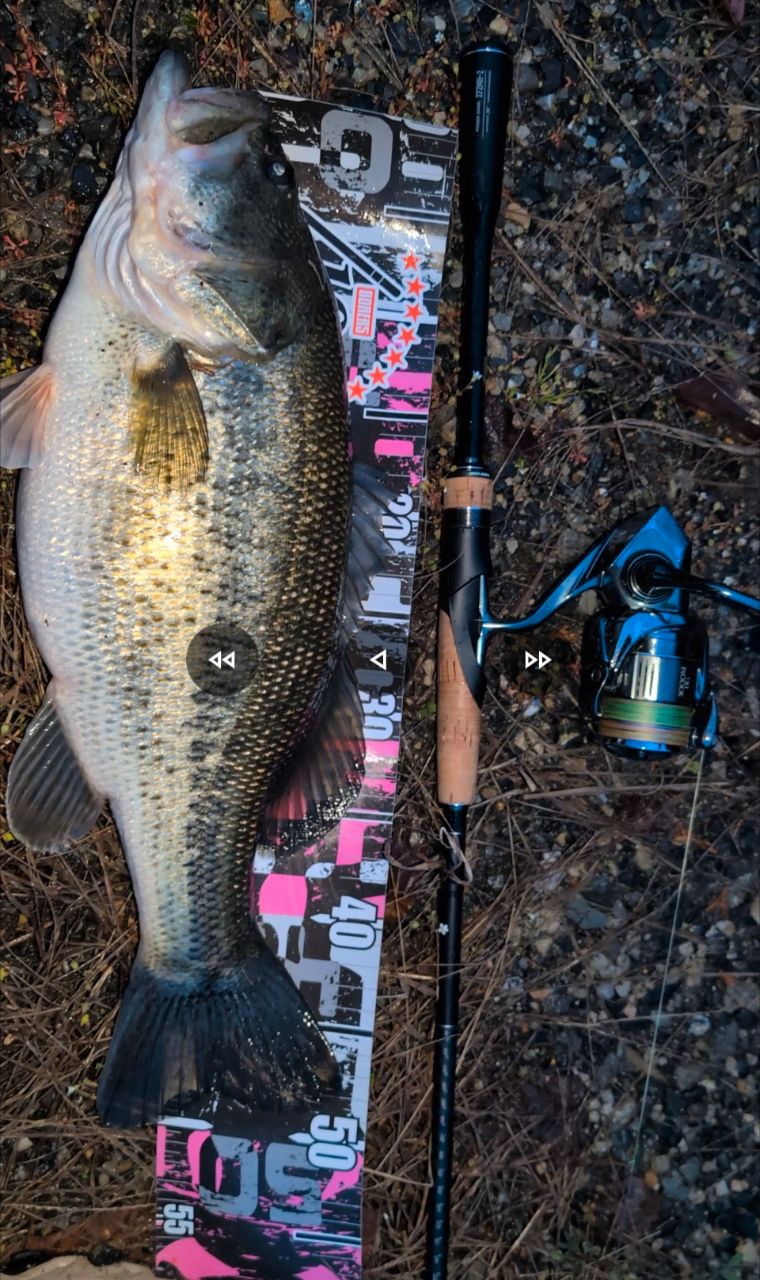 ラージマウスバス