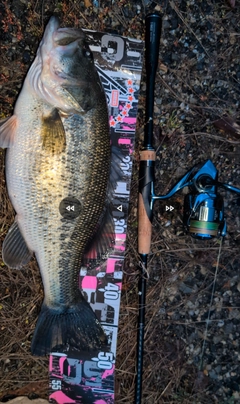 ラージマウスバスの釣果