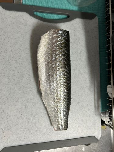 ボラの釣果