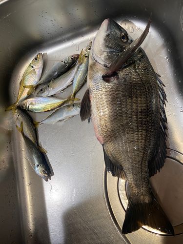 クロダイ