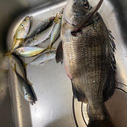 クロダイ