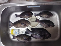 メジナの釣果