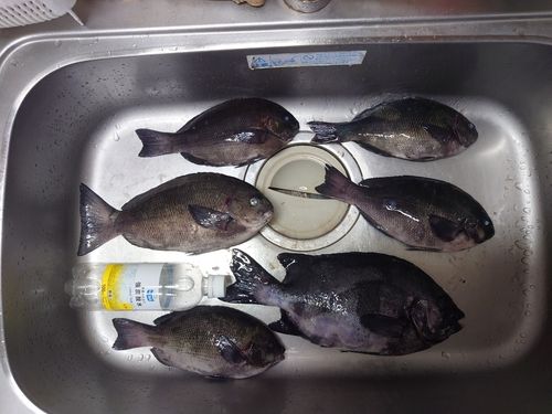 メジナの釣果