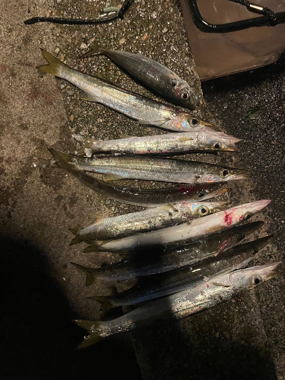 カマス