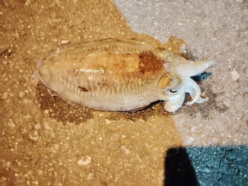 コウイカの釣果