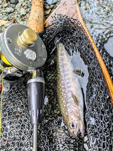 イワナの釣果