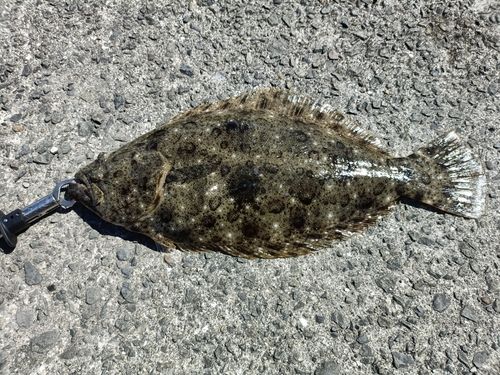 ヒラメの釣果