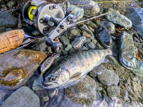 ヤマメの釣果
