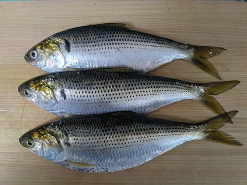 コノシロの釣果