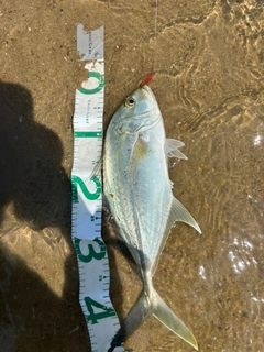 オニヒラアジの釣果