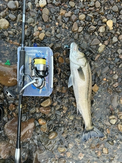 スズキの釣果