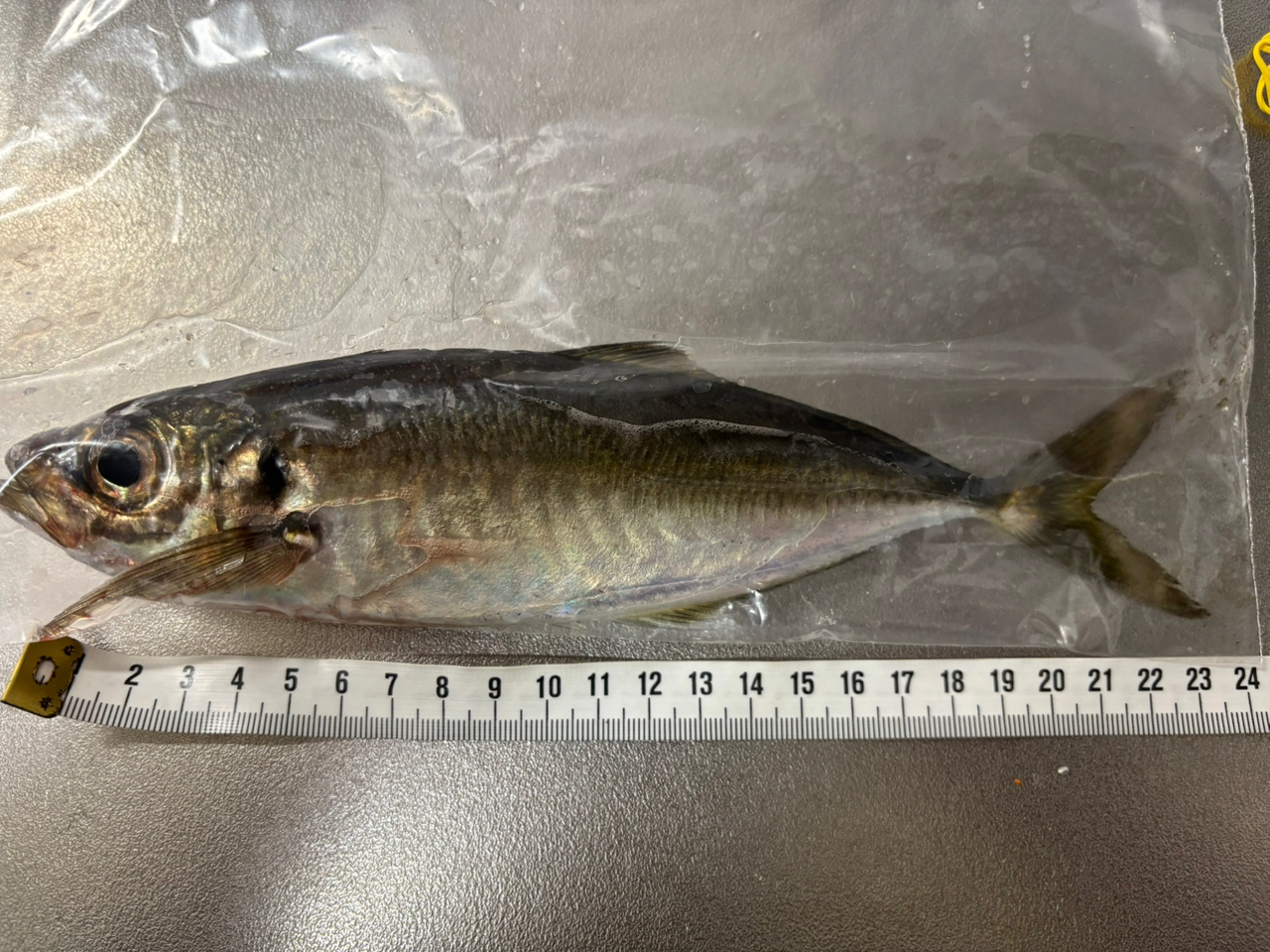 AbuGarcia ソルティーステージ プロトタイプ アジング XAJS