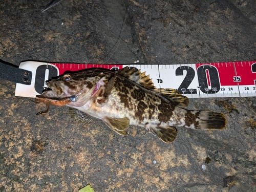 タケノコメバルの釣果