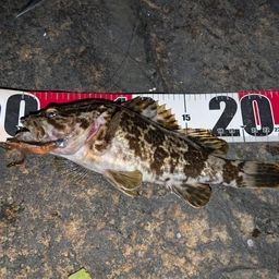 タケノコメバル