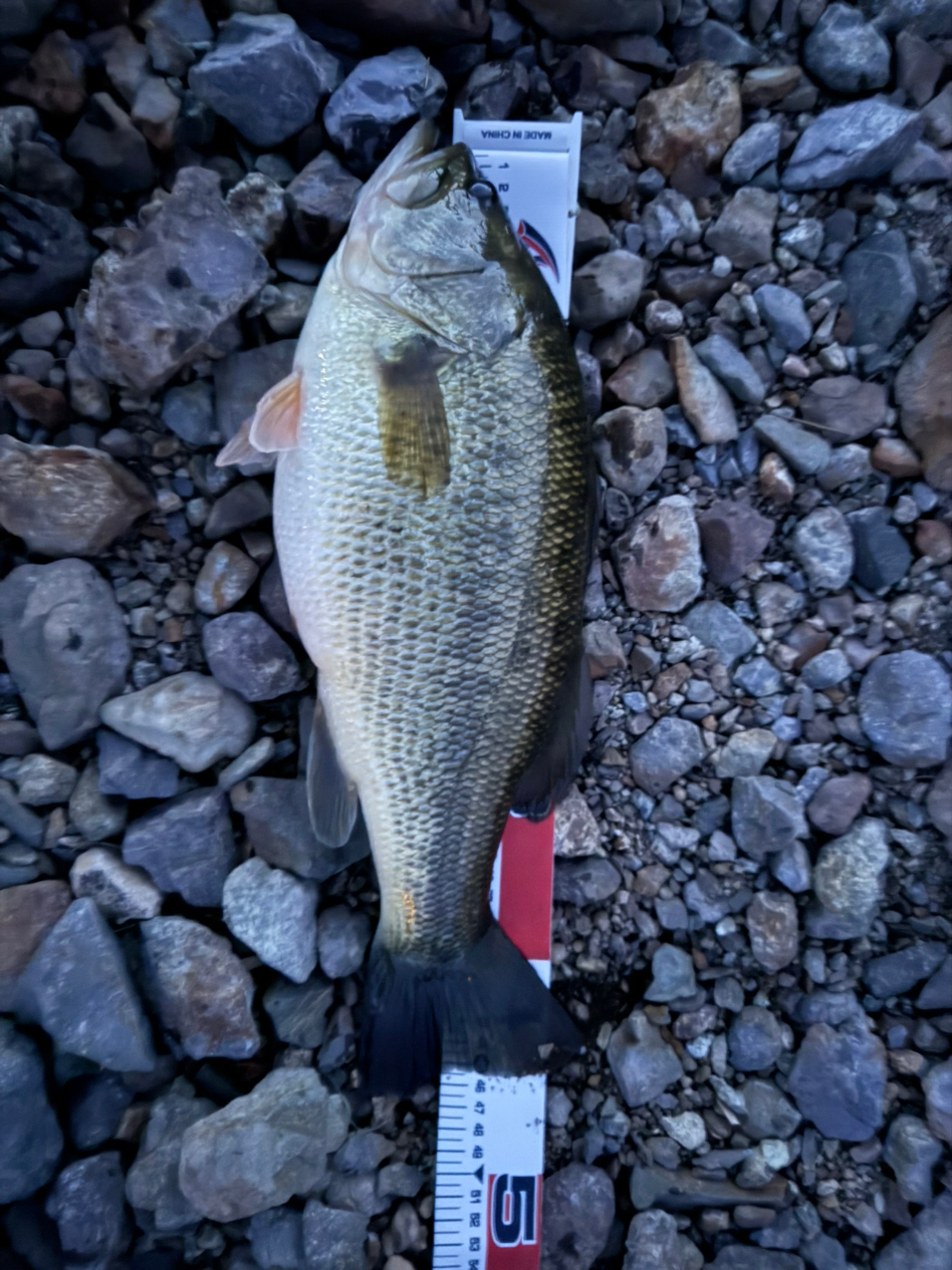 SHIMANO 23アンタレス DC MD XG LEFTの最安値・インプレ・釣果