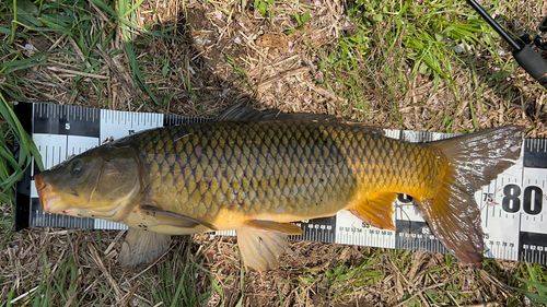 コイの釣果