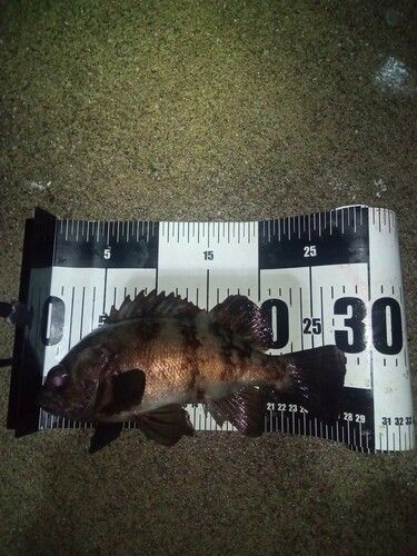 メバルの釣果