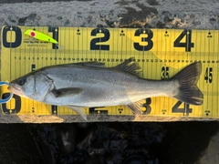 シーバスの釣果