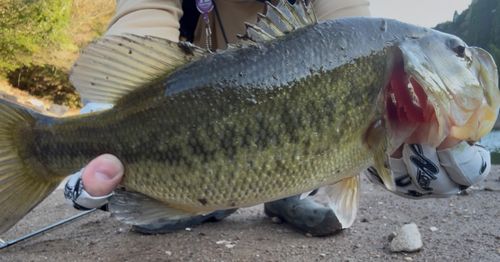 ブラックバスの釣果
