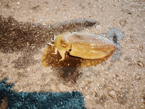 コウイカの釣果