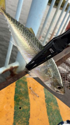 サバの釣果