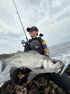 ヒラスズキの釣果