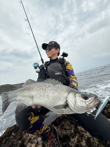 ヒラスズキの釣果