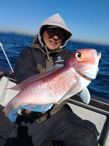 アマダイの釣果