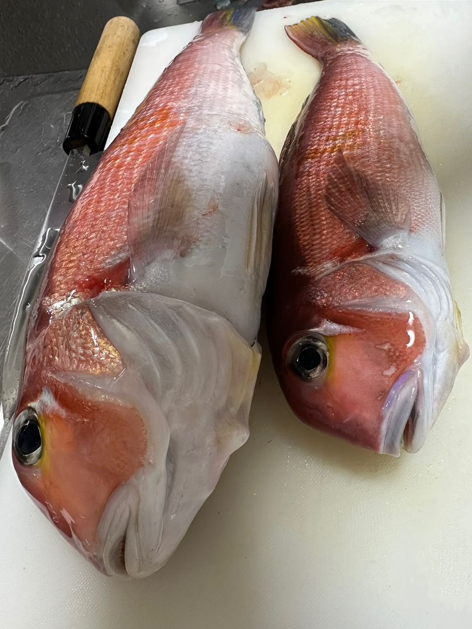 Ryo Kさんの釣果 3枚目の画像