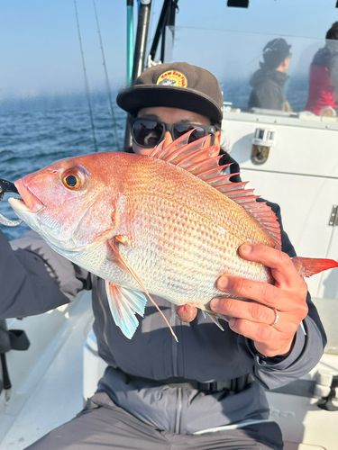 マダイの釣果