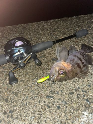 シロメバルの釣果