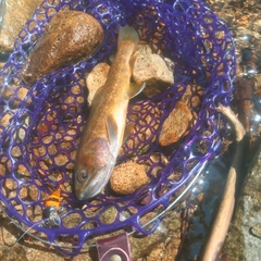 イワナの釣果