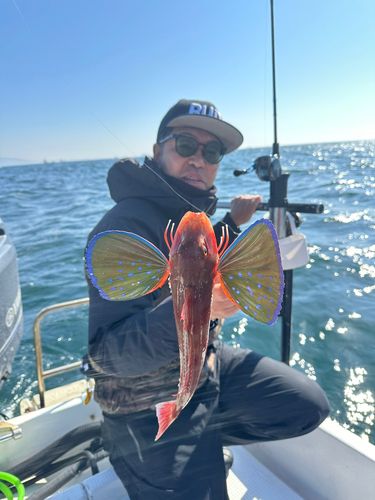 ホウボウの釣果