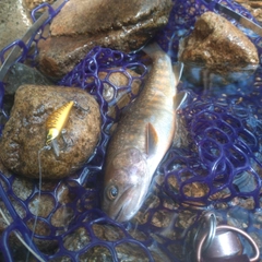 イワナの釣果