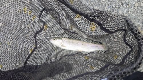 ニジマスの釣果