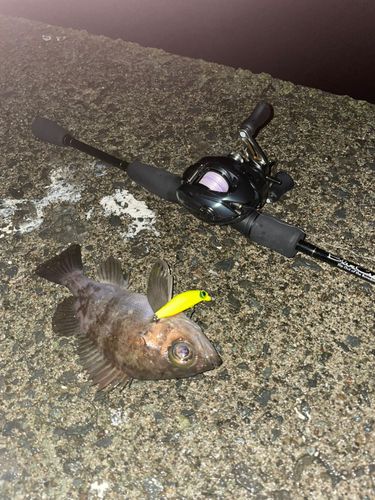 シロメバルの釣果