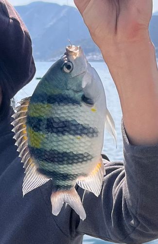 オヤビッチャの釣果