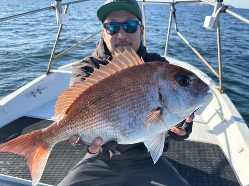マダイの釣果