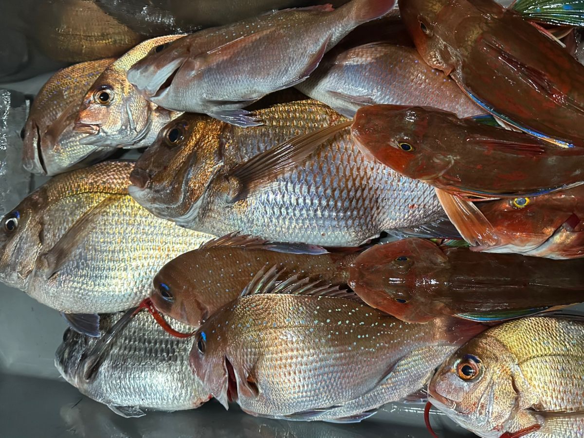 Ryo Kさんの釣果 3枚目の画像