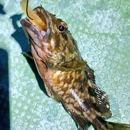 カサゴ