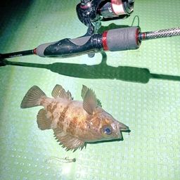 シロメバル