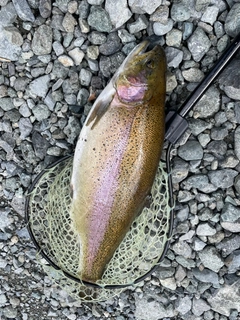 レインボートラウトの釣果